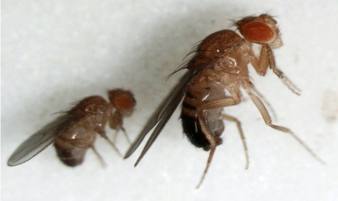 An adult fly that was challenged during development (left) compared with an unchallenged fly (right)