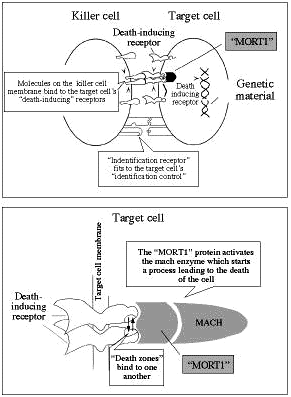 How cells are induced to commit suicide