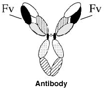 Antibody