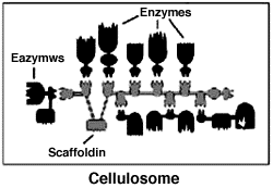 Cellulosome