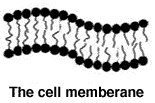 Thin membranes caught in suspended animation