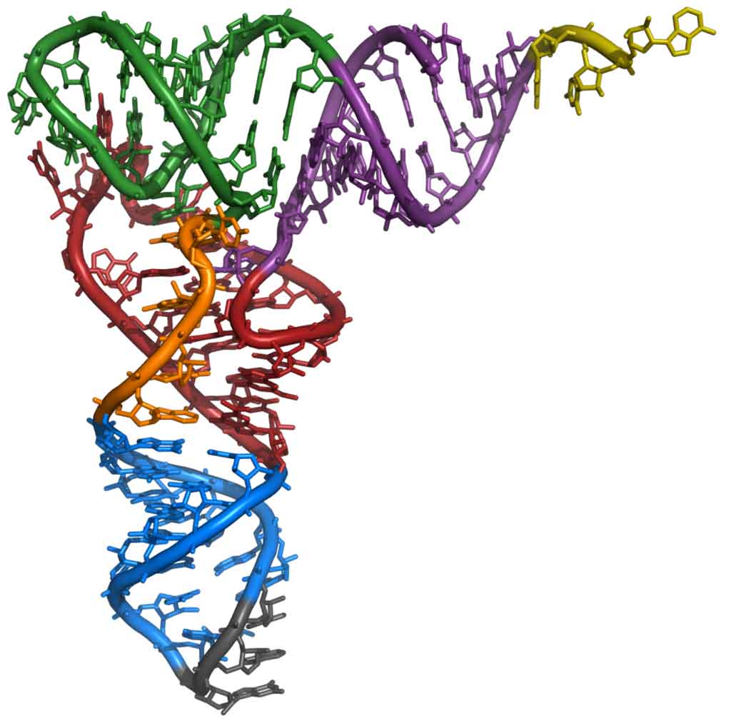 Yeast tRNA. Blue and gray are the anticodon end, purple translates to amino acid. Image: Yikrazuul via Wikimedia Commons
