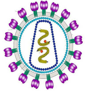 HIV: illustration from the National Institutes of Health