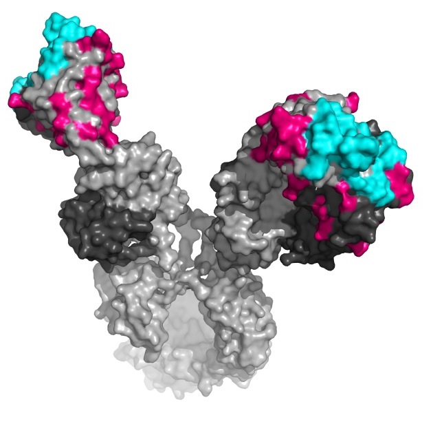 A model of bNAb showing the canonical antigen binding site in cyan and framework region mutations in magenta