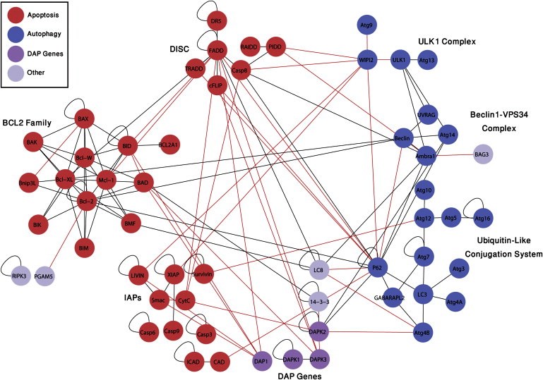 Mapping cell death: The protein-protein interactions discovered and mapped out in Prof. Adi Kimchi’s lab (red lines are newly-revealed interactions) divulge the wealth of interconnections between two major cell death pathways