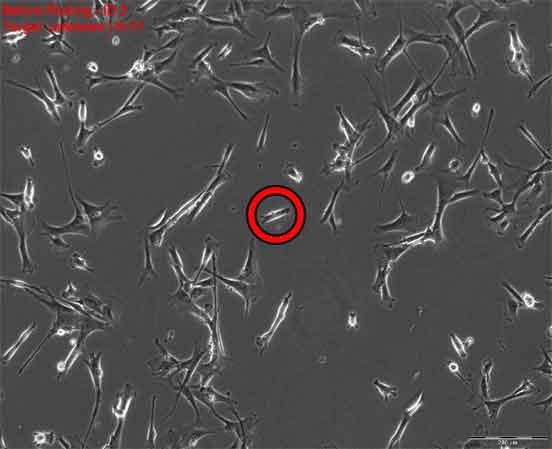 Selection of cells by CellCelector, a technology used in the research on cellular epigenetic memory: The machine identifies a single cell (circled in red) in a cell culture and removes it for study