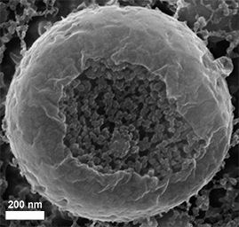 A scanning electron microscope image showing a vesicle containing calcium carbonate nanospheres, 20 to 30 nanometers across, in a flash-frozen sea urchin embryo