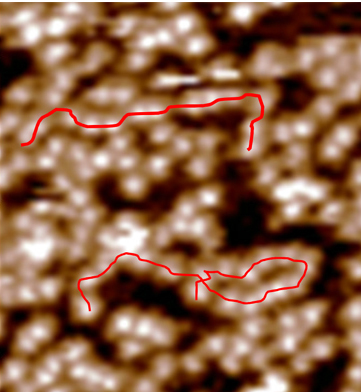 An atomic force microscopy image of mica surfaces coated with hyaluronan molecules to which phospholipids were added. The “bead-necklace” features seen in the image – two of which are indicated by red lines - reveal a lubricating structure consisting of hyaluronan and phospholipids similar to that depicted in the above illustration