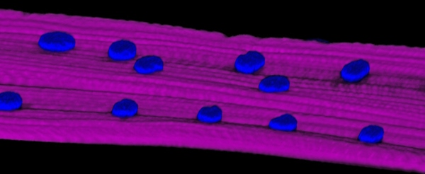 3-D computer model of a fruit fly larva muscle fiber with multiple nuclei