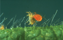 Predatory mite (r) attacking a plant-eating insect. Photo: Koppert Biological Systems, the Netherlands