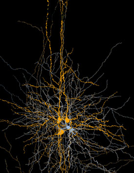 computer image of three neurons and their synapses