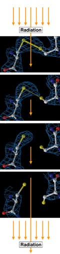 Story of a broken molecule: acetylcholinesterase molecule Broken by x-rays