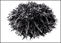Sea urchin. Crack resistant