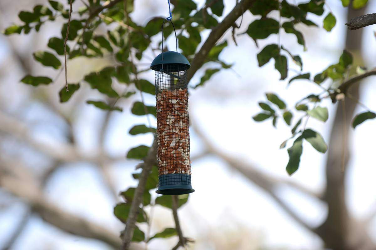 Bird feeding station containing peanuts intended to attract small songbirds