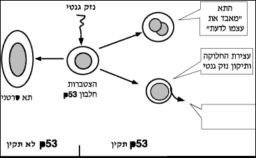 גנים מדכאי סרטן