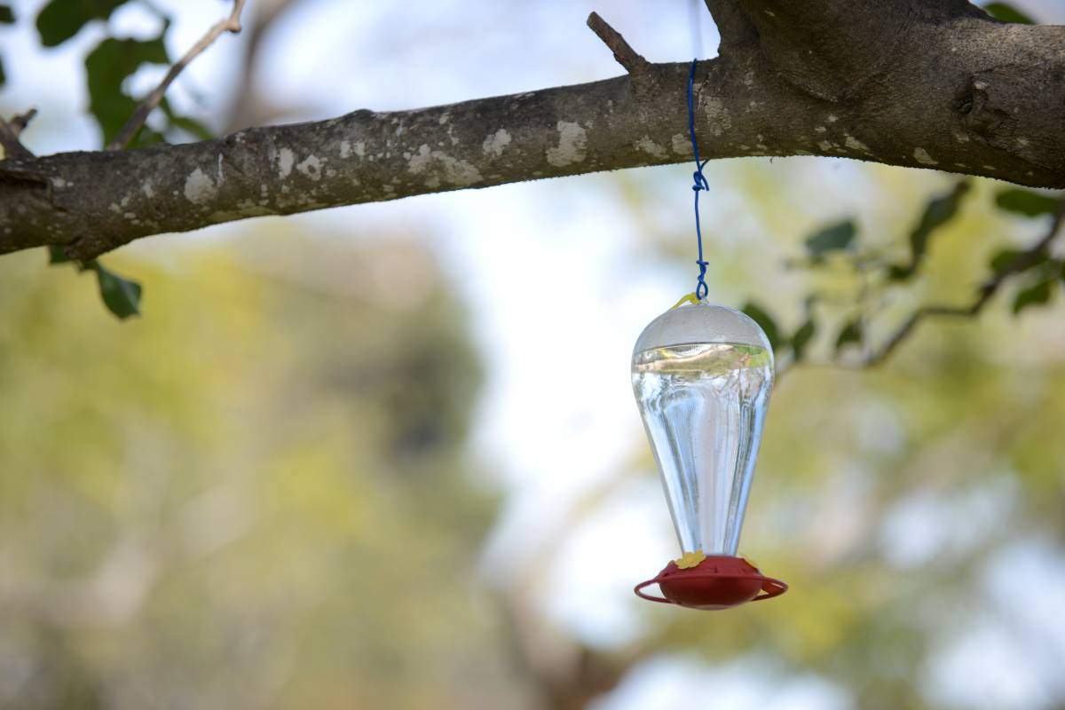 Bird feeding station containing sugared water to attract hummingbirds
