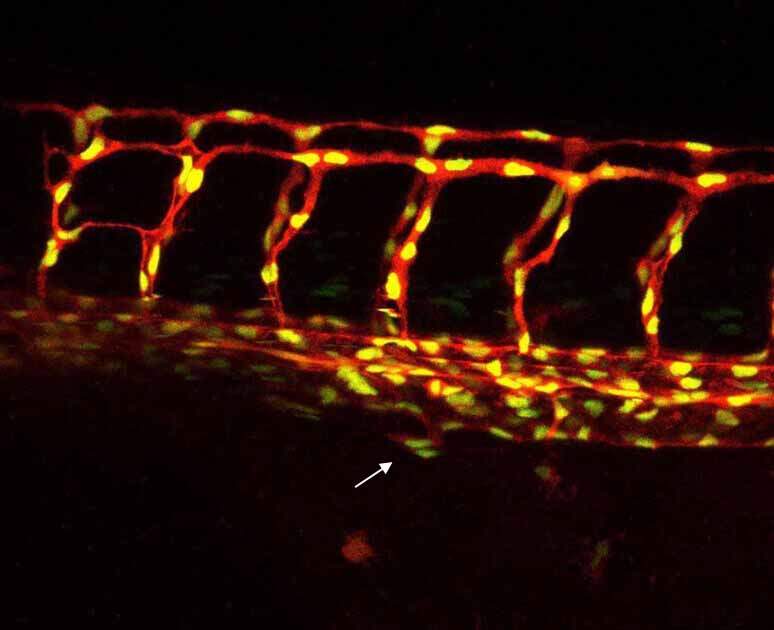 Blood vessels of a zebrafish embryo (red). The nuclei of the endothelial cells in these vessels are labeled in yellow, allowing researchers to track cell migration during development. The arrow indicates migration of cells arising from a blood vessel. Such cells arise from a pool of stem cells, and will give rise to blood vessels of the intestine, liver and the pancreas
