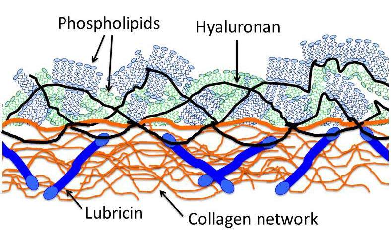 Several molecules must work together for proper joint lubrication. In this illustration, the lubricin molecules anchor the long hyaluronan chains to the cartilage collagen network; these hyaluronan chains in turn attach the phospholipid molecules in either single layers (green) or double layers (blue)
