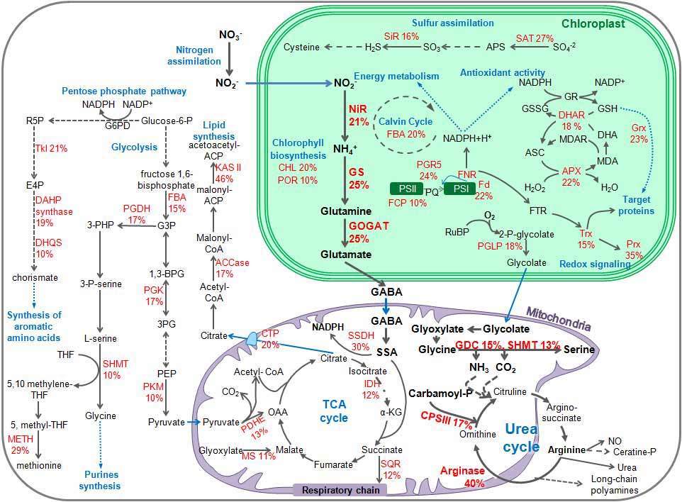 Diagram of ROS-sensitive proteins in key metabolic pathways and their intracellular locations in diatoms. Identified ROS-sensitive proteins are highlighted in red, showing the difference in degree of oxidation when the cell is under stress. ROS-sensitive reactions participating in nitrogen metabolism are highlighted in bold
