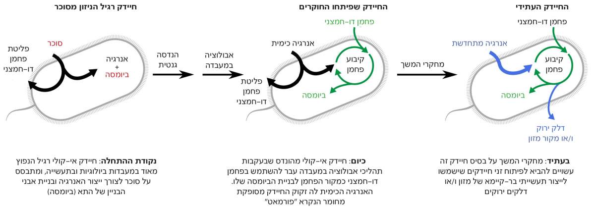 תרשים המציג את השתלשלות המחקר