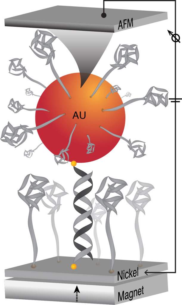 Experimental system for measuring spin specific electron transfer through DNA
