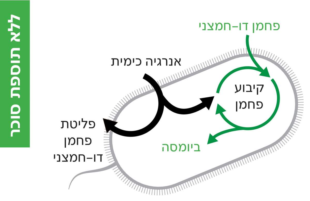 החיידק שפיתחו החוקרים