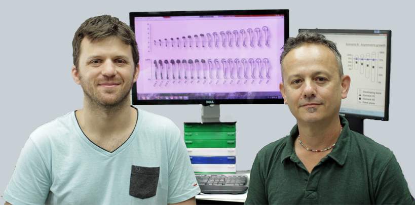 (l-r) Tomer Stern and Prof Elazar Zelzer revealed that limb bones grow at different rates at each end