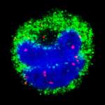 Red alert, red herrings: Malarial RNA molecules (red dots) observed inside the nuclei (blue) of monocytes (green) using fluorescence confocal microscopy
