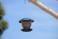 Bird feeding station on the Weizmann Institute of Science campus
