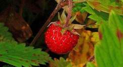 Woodland strawberry. Image courtesy of H. Zell, Wikimedia commons