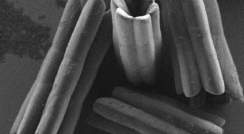 Hollow crystals captured by scanning electron microscopy (SEM)