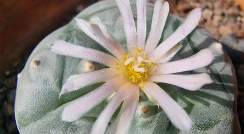 Peyote in bloom (Photo: Guy Yosef Keren)