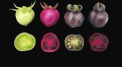 Beet-colored tomatoes