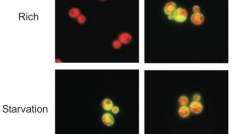 Wild type yeast cells (l) exhibit changes in the membrane pump proteins under different nutrient conditions, while yeast engineered to avoid repressing one transporter type (r) show no change