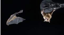 Bats use social maps