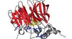 The 3-D structure of the PON1 enzyme. The main section, in red, is the scaffold of the enzyme and is responsible for PON1’s primary function, while the blue and gray segments can undergo mutation and endow PON1 with additional, promiscuous functions