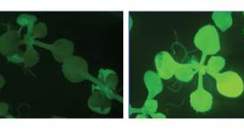 Biosensor makes the plant glow (right) when thiamin levels drop