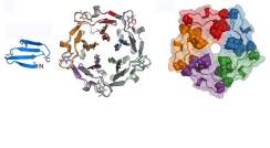 Evolution of a protein