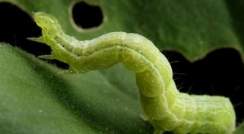 Cabbage looper caterpillar in its native habitiat. Image: David Cappaert, Michigan State University