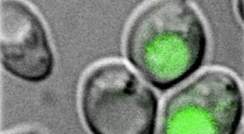 A green fluorescent-labeled protein serves as a marker for autophagy. Autophagy occurs when the protein accumulates within the relevant organelle (left); when diffused throughout the cell (right)