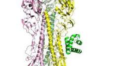 The molecular structure of Spanish flu protein (hemagglutin) bound to a computationally designed protein (green). The designed protein binds the viral protein tightly and with high specificity, blocking the protein's function and neutralizing viral infectivity