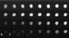 The “ticking” of a circadian clock inside a human cell over the course of 24 hours. A fluorescent marker allows scientists to tell “what time it is” at any given moment