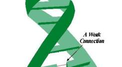 DNA strand unzipped