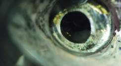 zebrafish eye