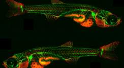 Lymphatic vessels (green) and bones (red) in a one-month-old zebrafish
