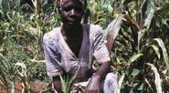 Kenyan farmer with corn plant stunted by Striga (witchweed) in foreground and corn with seed coating technology to the right and in the background.