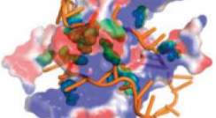 Single-stranded DNA (orange) interacts with the negatively (red) and positively (blue) charged parts of the protein molecule, as well as with its amino acid structures called aromatic groups (green)