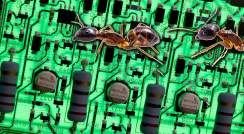 Ants and circuits
