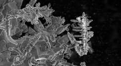 Dendrites that developed in a tin battery, seen under an electronic microscope. Source: Shakked Schwartz and Ayan Maity