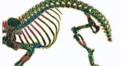 Mouse embryo skeleton showing sites of initial bone formation (stained red) and cartilage (green and blue), which will later be replaced by bone
